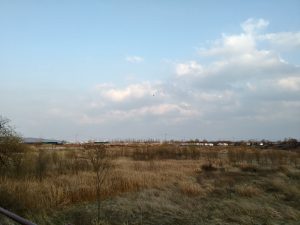 Reed beds and wetland grasses in Duri Ecological Park along the Ara Waterway