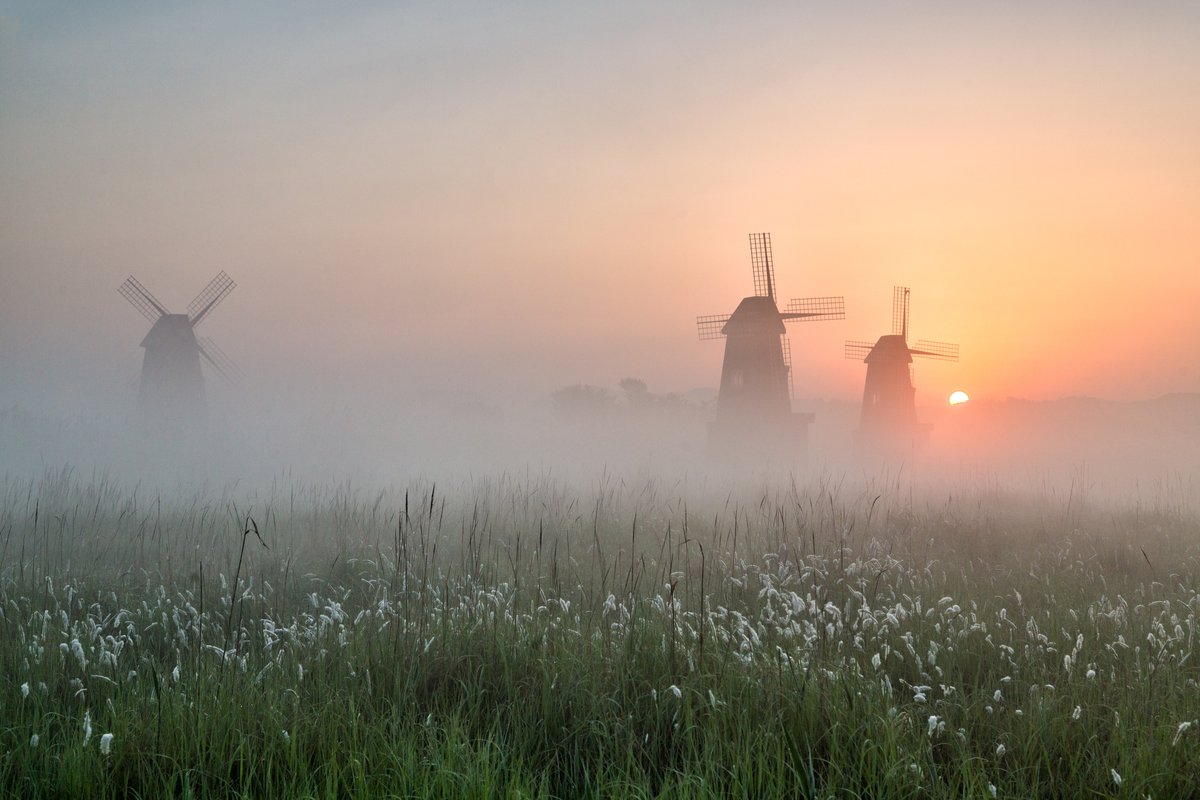 Windmills standing in a field of reeds with mist rising over the flats at sunrise