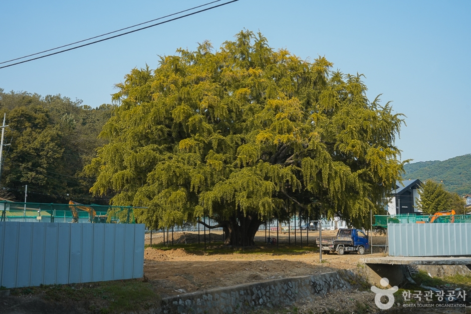 The 800-year-old Jangsu-dong ginkgo tree in Incheon covered in golden autumn leaves under a clear blue sky