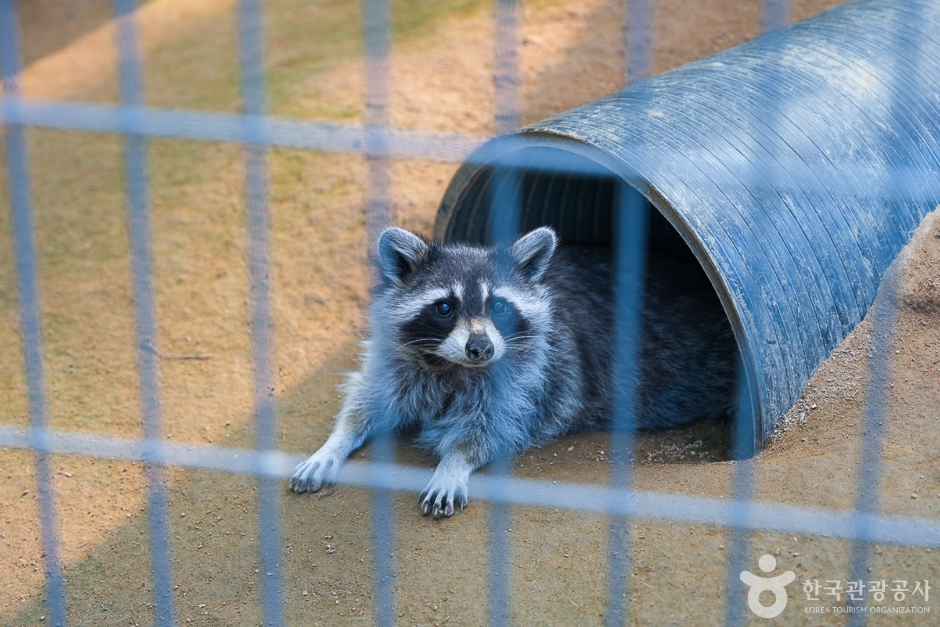 Raccoon resting inside a tunnel in its enclosure at the Incheon Grand Park Children's Zoo