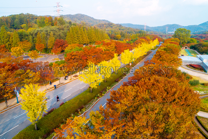 Aerial view of a road inside Incheon Grand Park lined with yellow ginkgo trees in autumn