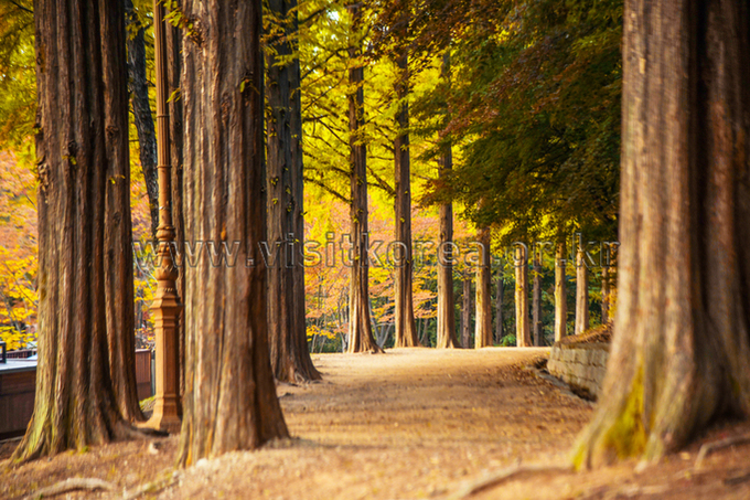 A quiet forest trail with tall autumn trees near Incheon Grand Park
