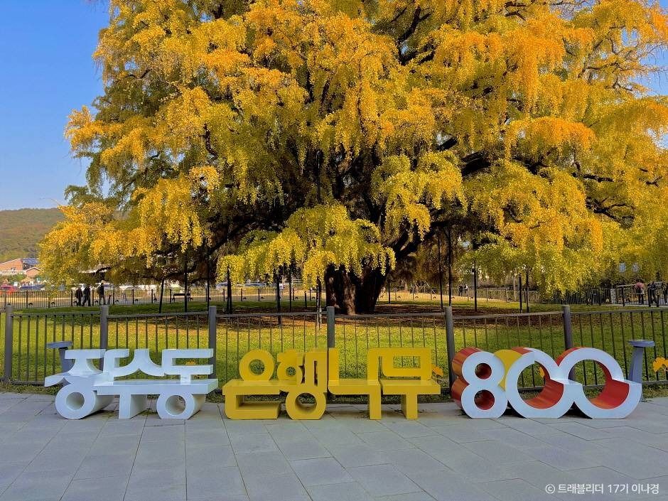 Large letters reading Jangsu-dong Ginkgo Tree 800 in front of the giant golden ginkgo in Incheon