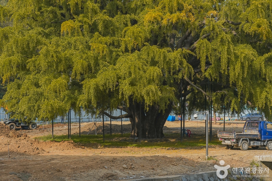 The 800-year-old Jangsu-dong ginkgo tree in Incheon covered in golden autumn leaves under a clear blue sky